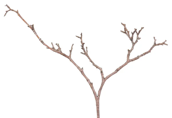 Giovane ramo d'albero — Foto Stock