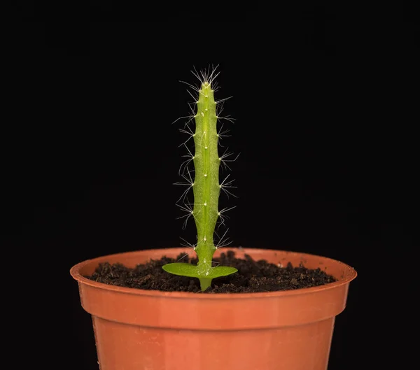 Giovane cactus verde — Foto Stock