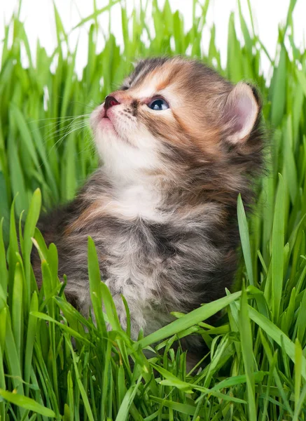Niedliches sibirisches Kätzchen — Stockfoto