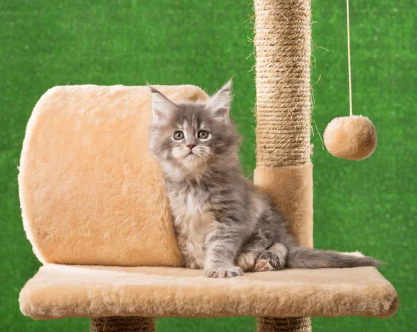 Maine Coon Kitten — Stockfoto