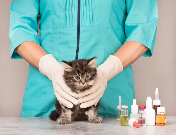 Lindo gatito siberiano — Foto de Stock