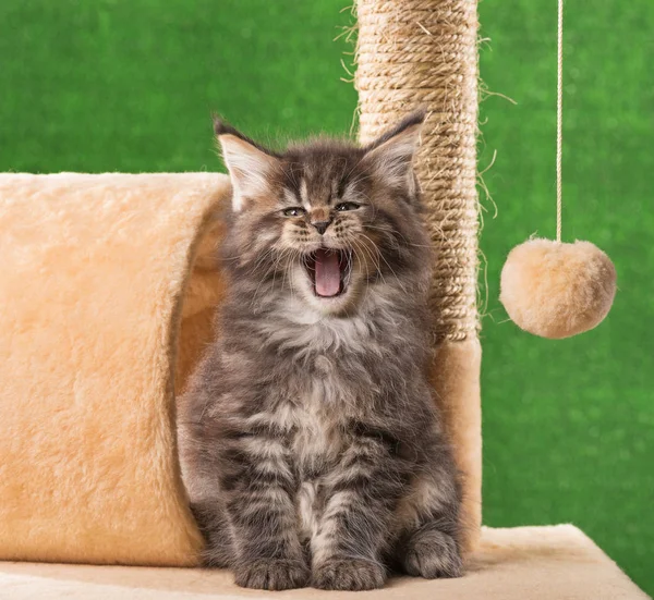 Maine Coon Kitten — Stockfoto