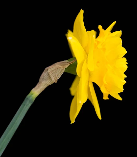 Helle Frühlingsnarzisse — Stockfoto