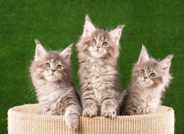 Maine Coon kittens — Stock Photo, Image