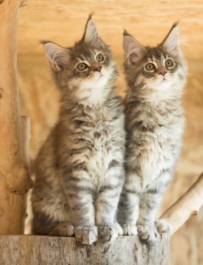 Maine Rakun Kedileri