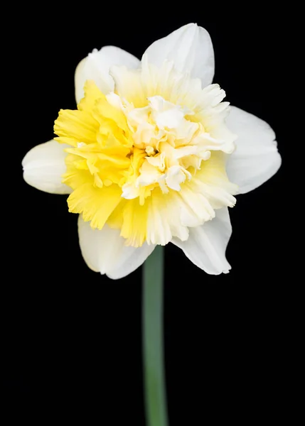 Narciso de primavera brilhante — Fotografia de Stock