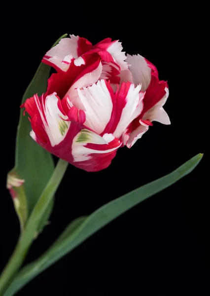 Bright terry tulip — Stock Photo, Image