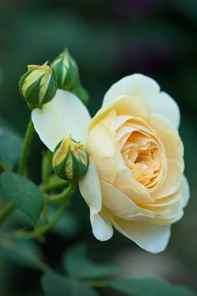 Fresh yelow rose — Stock Photo, Image
