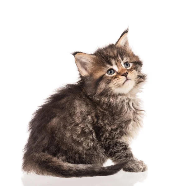 Maine Coon kitten — Stock Photo, Image