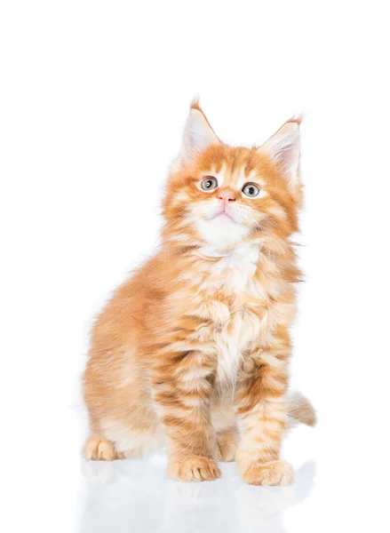 Maine Coon Kätzchen — Stockfoto