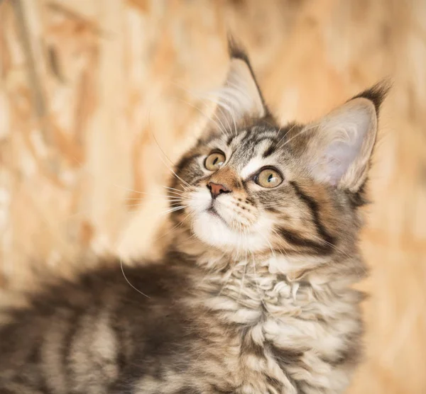 Maine coon gatito —  Fotos de Stock