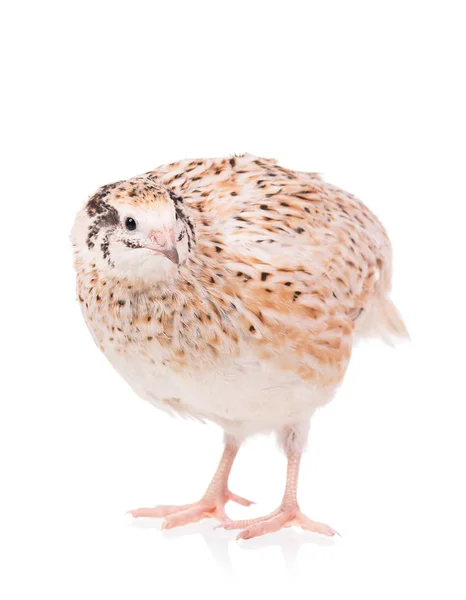 Cute adult quail — Stock Photo, Image