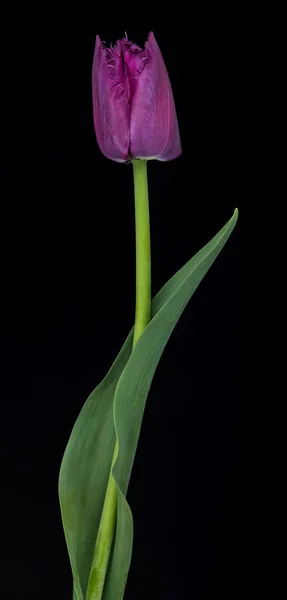 Bright purple tulip — Stock Photo, Image