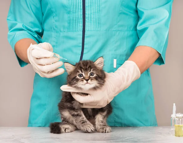 Niedliches sibirisches Kätzchen — Stockfoto