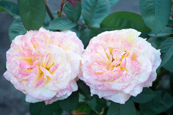 Fresh pink rose — Stock Photo, Image