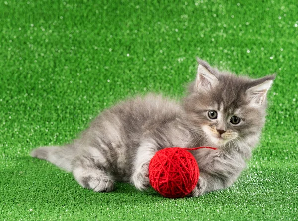 Maine coon gatinho — Fotografia de Stock