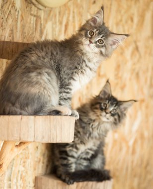 Maine Rakun Kedileri