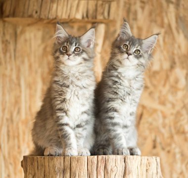 Maine Rakun Kedileri