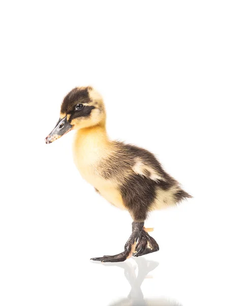 Cute little duckling — Stock Photo, Image