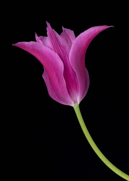 Bright purple tulip — Stock Photo, Image