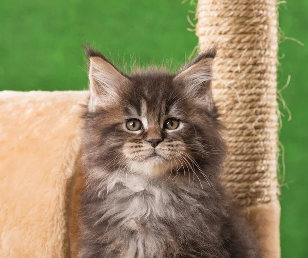 Maine Coon kitten — Stock Photo, Image