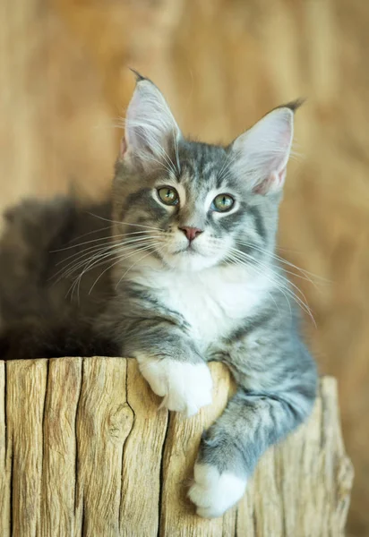 Maine coon gatito — Foto de Stock