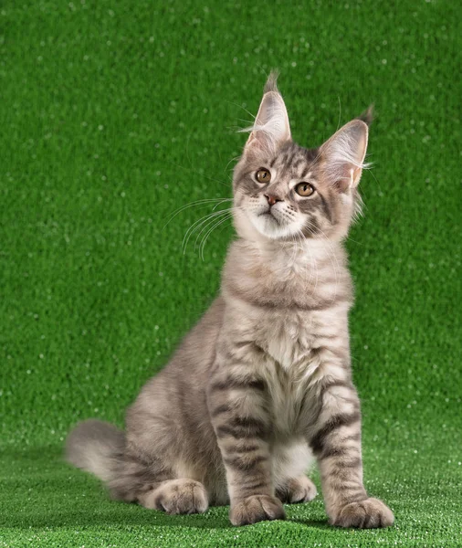 Maine Coon Kitten Rechtenvrije Stockafbeeldingen