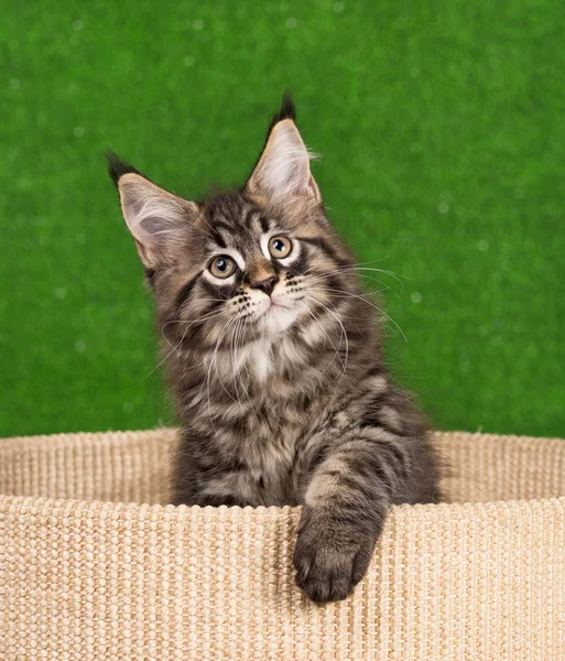 Maine Coon Kitten — Stockfoto