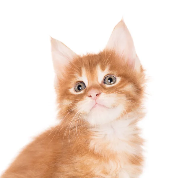 Maine Coon kitten — Stock Photo, Image