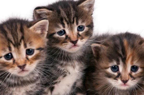 Maine Coon kittens — Stock Photo, Image