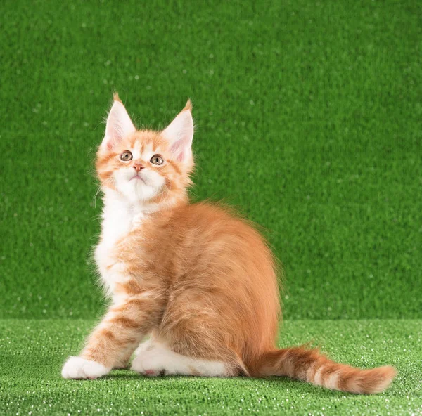 Maine coon gatito — Foto de Stock