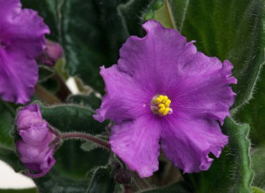 güzel Menekşe çiçek