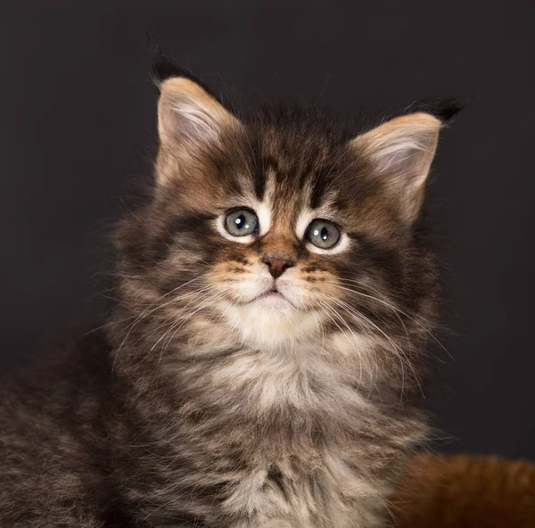 Maine chaton coon — Photo