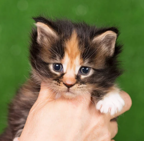 Maine coon gatinho — Fotografia de Stock