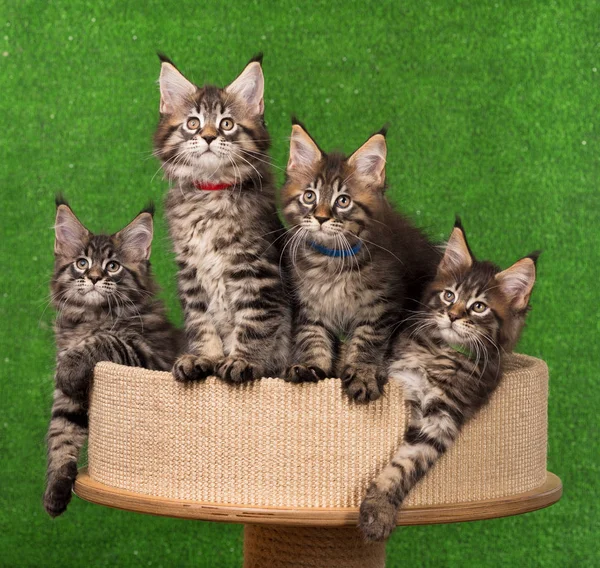 Maine Coon kittens Royalty Free Stock Images