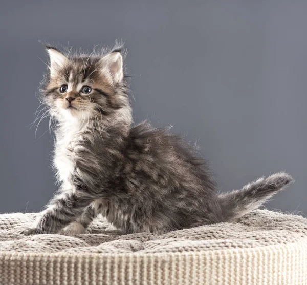 Maine coon gatinho — Fotografia de Stock