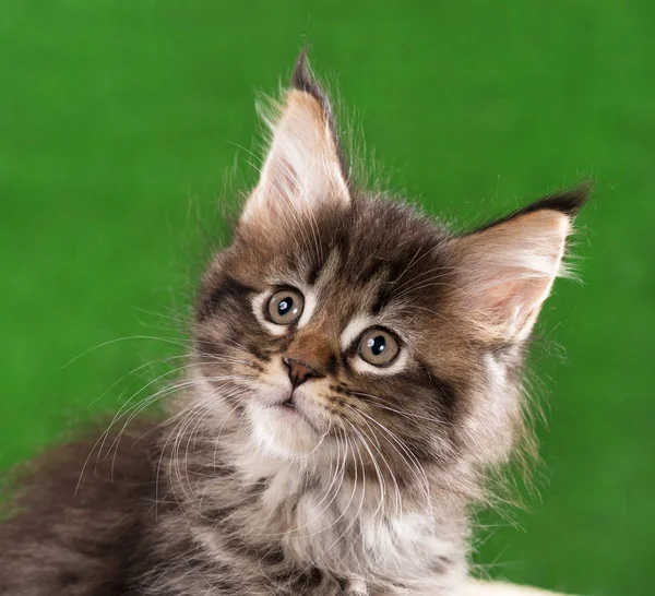 Maine Coon Kitten — Stockfoto