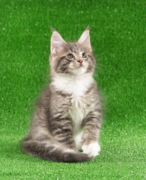 Maine Coon Kitten — Stock fotografie