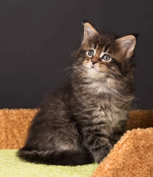 Maine chaton coon — Photo