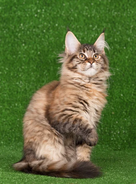 Maine coon gatito —  Fotos de Stock