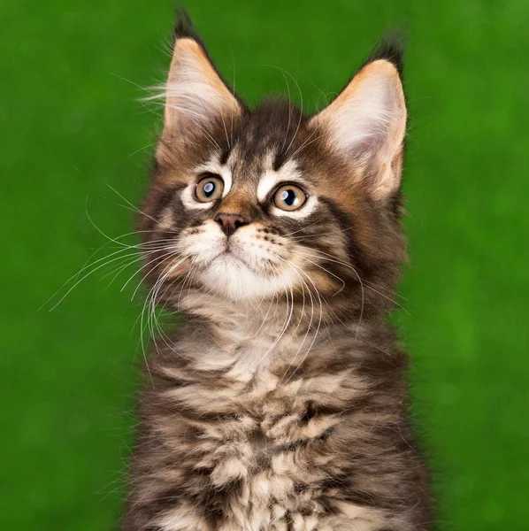 Maine Coon Kitten — Stockfoto