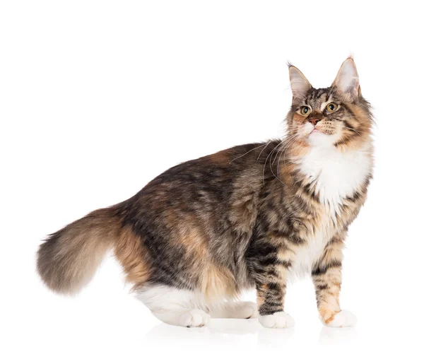 Maine Coon gato —  Fotos de Stock