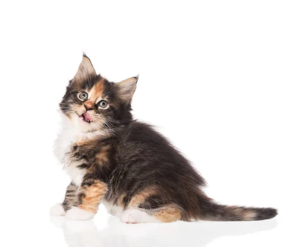 Maine coon gatito —  Fotos de Stock