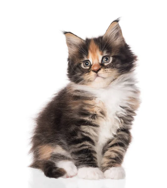 Maine Coon kitten — Stock Photo, Image