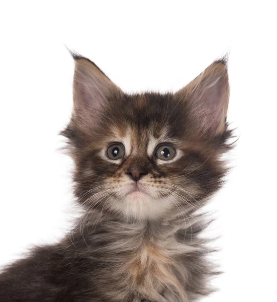 Maine chaton coon — Photo