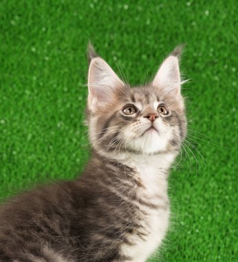 Yeşil çimen üzerinde Maine Rakun kedi portresi