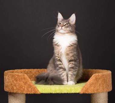 Siyah arka plandaki tırmalama taşının üzerindeki Maine Rakun kedisi.