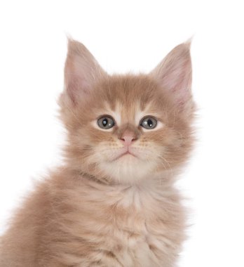 Beyaz zemin üzerinde izole edilmiş Maine Rakun kedi yavrusu portresi