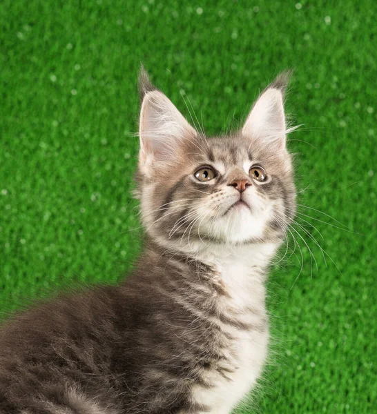 Retrato Maine Coon Gatito Sobre Verde Hierba Fondo —  Fotos de Stock