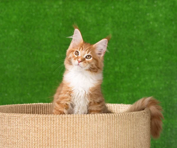 Retrato Maine Coon Gatito Sobre Verde Hierba Fondo —  Fotos de Stock